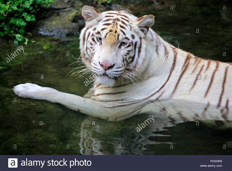 Indian Tiger White Form White Tiger Bengal Tiger Adult In Water