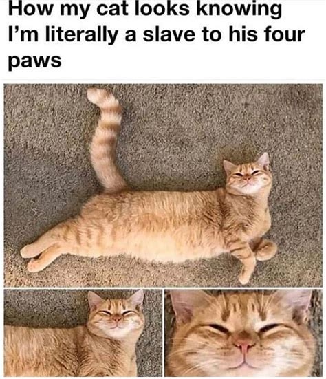 That Evil 🤡 Grin 🙄😬 Bad Cats Cat Memes Funny Cat Memes