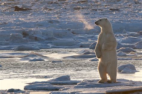 Timid Polar Bear Sean Crane Photography