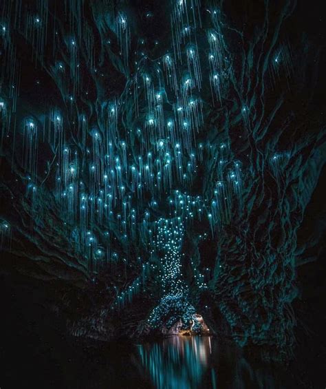 Thousands Of Glowworms Hang Peacefully In This Cave In Waitomo New