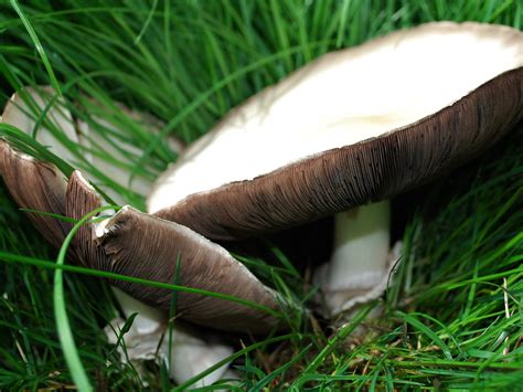 Identifying White Mushrooms