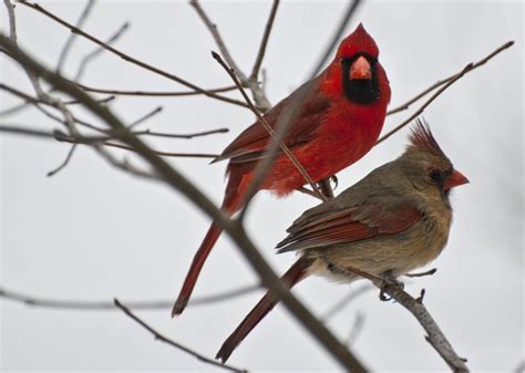 A Male And Female Cardinal Sitting Together During A Snow Storm They