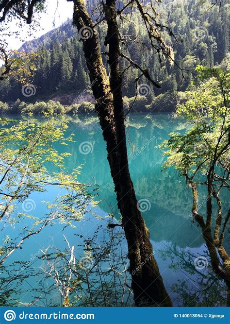 Beautiful Scenery Of Jiuzhaigou In China Forest Hubo Green Water And