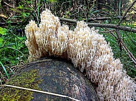 Coral Mushroom Description Photo Mushrooms