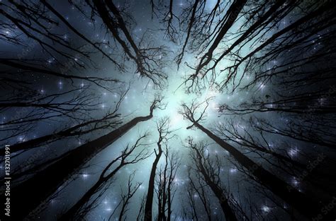 Night In Forest Illustration Night Sky With Stars Seen Through Trees
