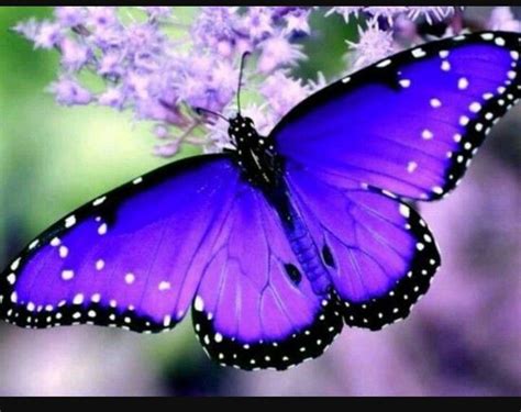 Pin By Sue Walberg On Mariposas Most Beautiful Butterfly Beautiful