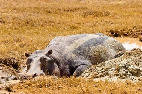 Hippo Animal Lying In The Mud Stock Image Image Of Heavy Landscape