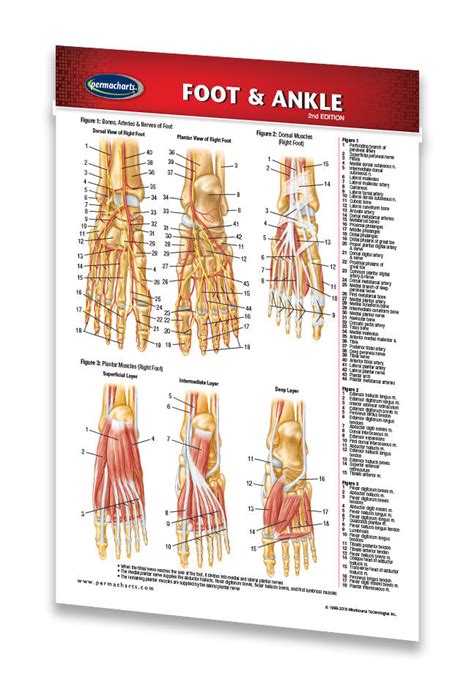 Foot And Ankle Chart Laminated Anatomy Reference Pocket Guide