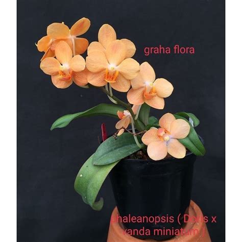 Jual Anggrek Bulan Doris X Vanda Miniatum Shopee Indonesia