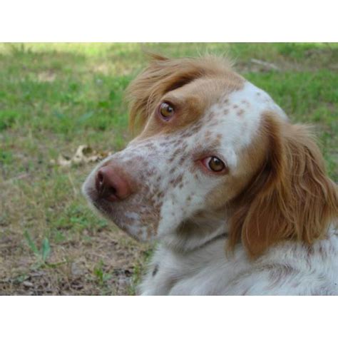 Ryman/old hemlock type english setters. Registered English Setter pups from hunting stock in ...