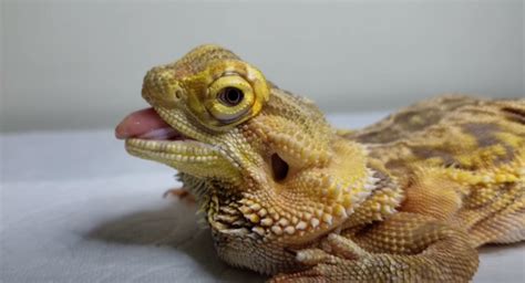 Metabolic Bone Disease In Bearded Dragons Prevention And Treatment