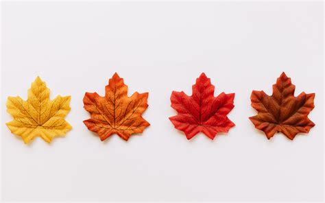 Wallpaper White Background Digital Art Texture Maple Leaves Fall