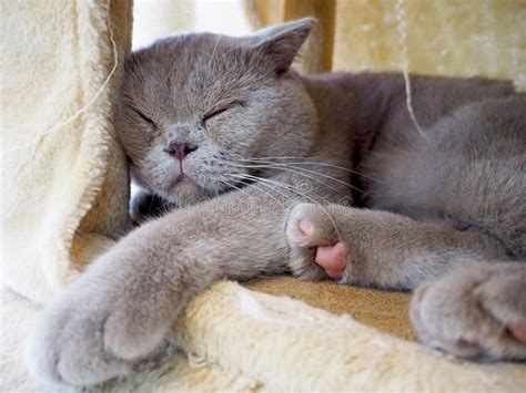 Sleeping Gray Cat Stock Image Image Of Grey Sleeping 101162075
