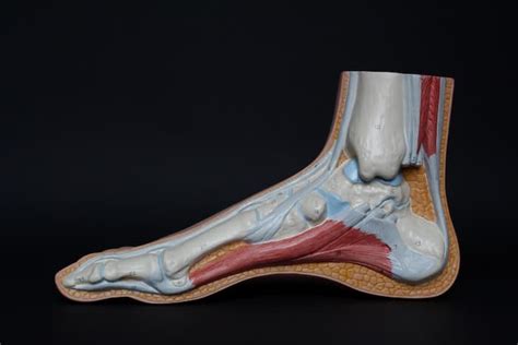 Classification Of Tendon Injuries Singapore Sports And Orthopaedic Clinic