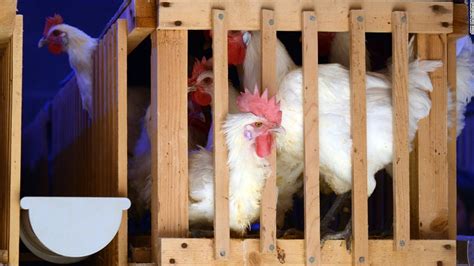 Hundreds More Reported Ill In Salmonella Outbreaks Tied To Backyard Poultry Cnn