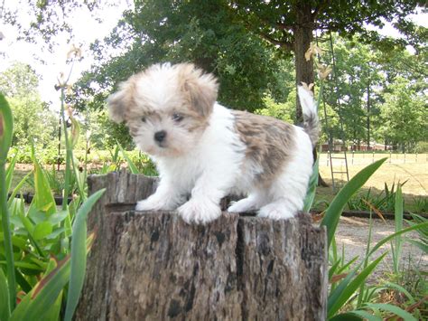 Shih Tzu Puppy On A Stump Wallpapers And Images