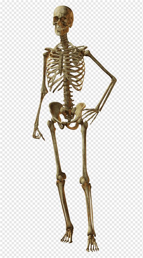 Human Skeleton Bone Skull Horror Skull Human Terror Arm Png Pngwing