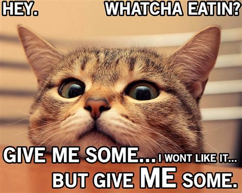 Free Download Hd Wallpaper 4 Cat Funny Grumpy Humor Meme Quote