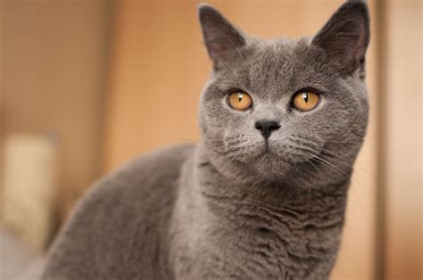 British Shorthair — Full Profile History And Care