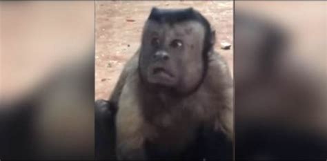 Video Monkey With A Human Face Creates Social Media Storm
