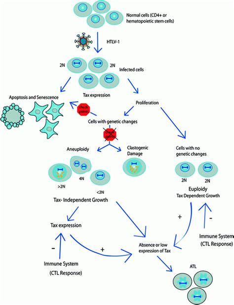 And Leukemogenesis Viruscell Interactions In The Development Of Adult