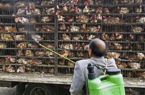 The virus was carried there by the. BREAKING Russia's First Human 'Bird Flu' Case; H5N8 Can Cause Death, Experts Predict | Nature ...