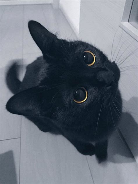 Find the best cat hashtags to copy and paste on instagram. Cute Black-cat "KUKU", 24 february 2017 / grape | Cute ...