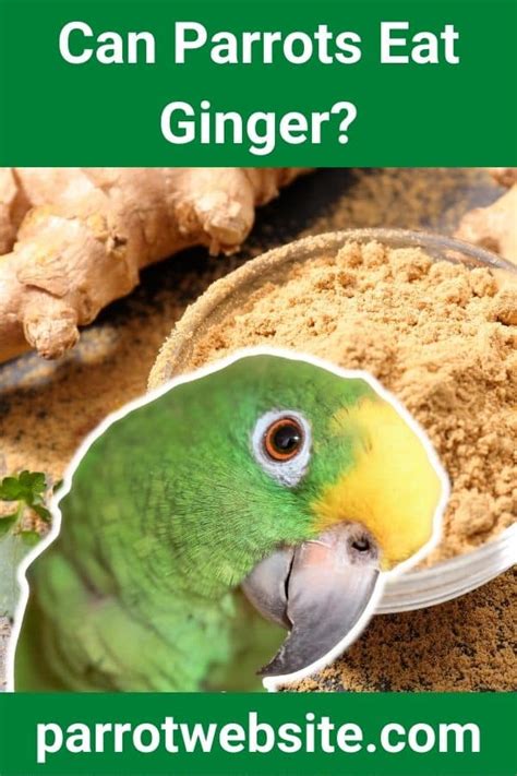 Can Parrots Eat Ginger Answered Parrot Website