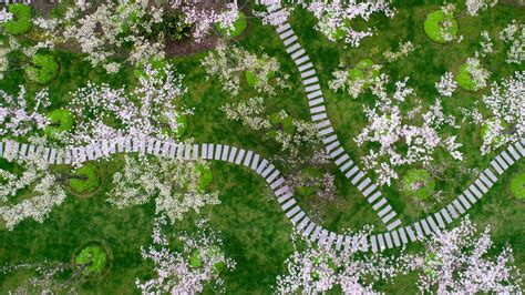 Aerial Top View Of Cherry Blossom Sakura In The Shanghai Botanical