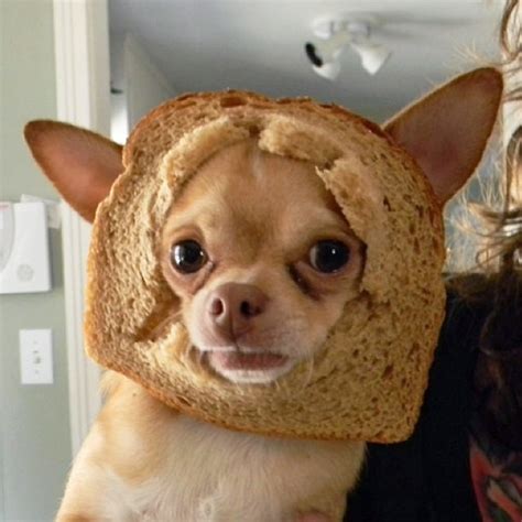 Inbread Dogs Dogs In Bread