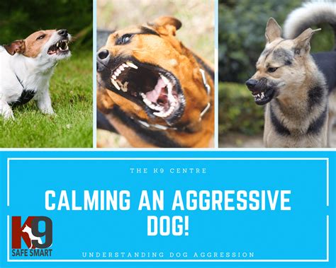 Dog Aggression The K9 Centre Dog Training Brisbane