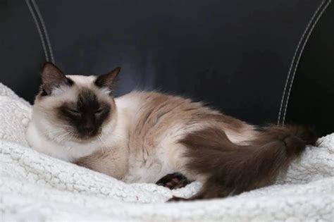 The Balinese Cat The Essential Breed Guide I Pets4you