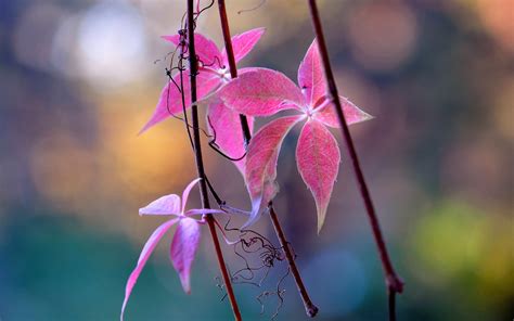 Wallpaper Sunlight Leaves Nature Red Purple Branch Green