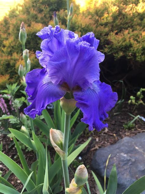 Photo Of The Bloom Of Tall Bearded Iris Iris Home Of The Blues
