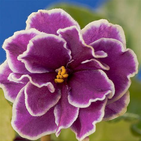 Welcome To Janes African Violets Australia