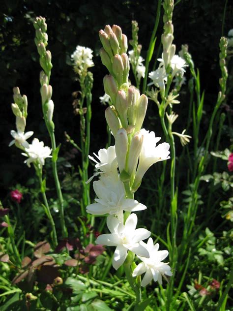 Polianthes Tuberosa The Pearl Double Flowered Bulb To Plant
