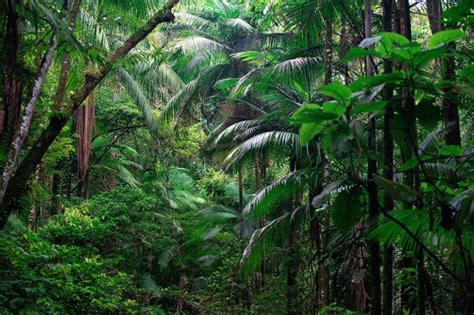 Parque Nacional do Superagui Paraná virtudes e problemas