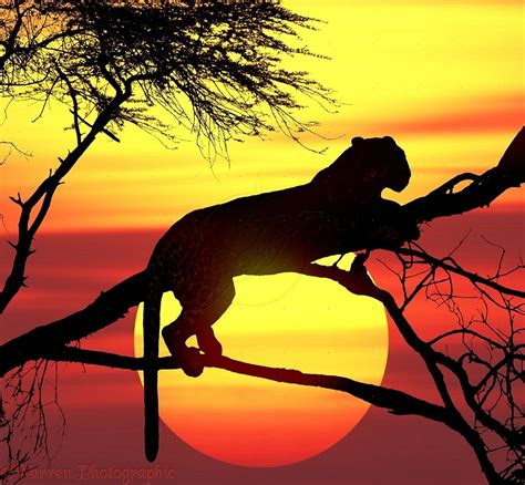 They may even risk being injured or killed by potential prey. Leopard (Panthera pardus) up a tree at sunset. Africa ...