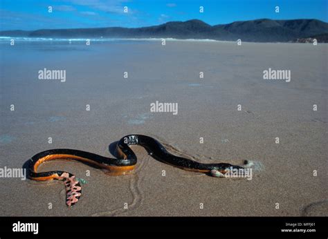 Pelamis Platurus Hi Res Stock Photography And Images Alamy