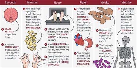 What Happens To A Human Body After Death