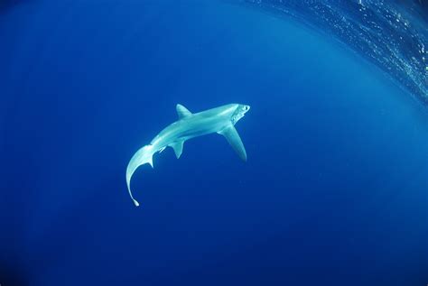 This 125 Foot Giant Bigeye Thresher Shark Caught In The Florida Keys