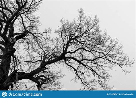 Silhouette Of An Old Large Tree Black And White Image