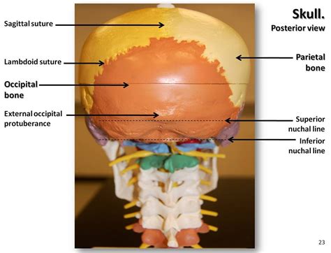 Human Anatomy Of Head Bones