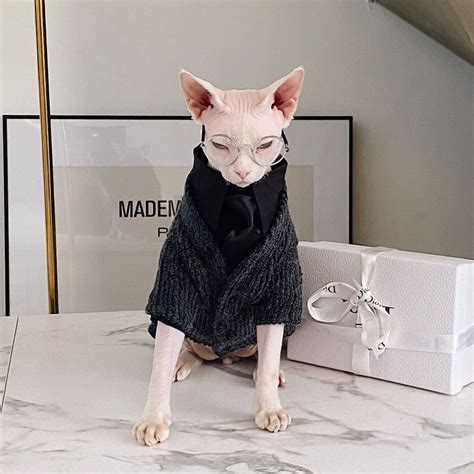 Sweaters For Cats Hairless Cats Wearing Sweaters Sweater With Kittens