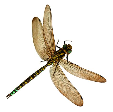 Dragonfly Png Image Purepng Free Transparent Cc0 Png Image Library