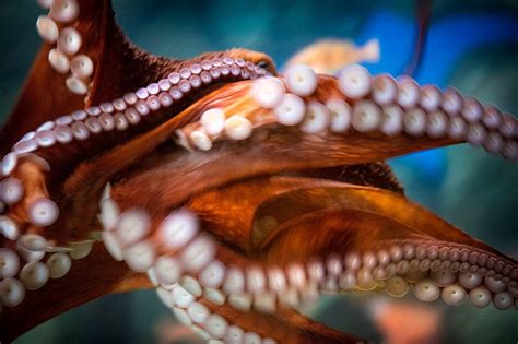 Cephalopod Week Monterey Bay Aquarium