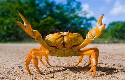 Animal Crab Hd Wallpaper