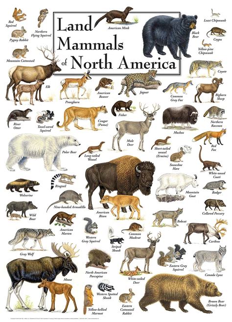 Land Mammals Of North America Ubicaciondepersonascdmxgobmx