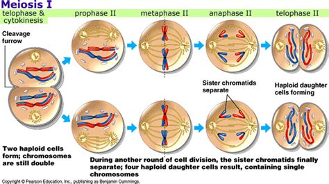 What Are The 8 Stages Of Meiosis In Order Slide Share