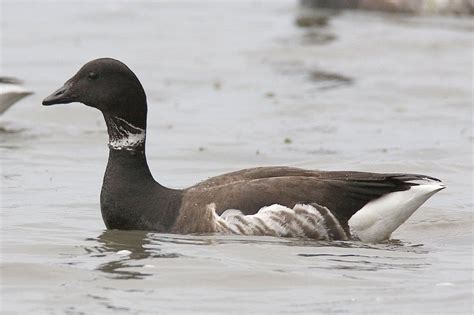 Brant Sea Goose Waterfowl And Arctic Bird Britannica